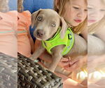 Small #5 American Staffordshire Terrier Mix