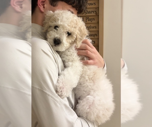 Medium Photo #5 Poochon Puppy For Sale in AUBURN, MA, USA