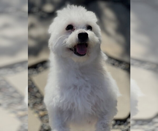 Medium Photo #4 Poodle (Miniature)-Unknown Mix Puppy For Sale in Dana Point, CA, USA