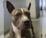 BOSS - Male American Staffordshire Terrier-Unknown Mix Dog for Adoption - Small photo