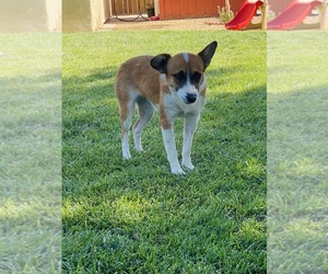 Border Collie-Texas Heeler Mix Puppy for sale in RIDGECREST, CA, USA