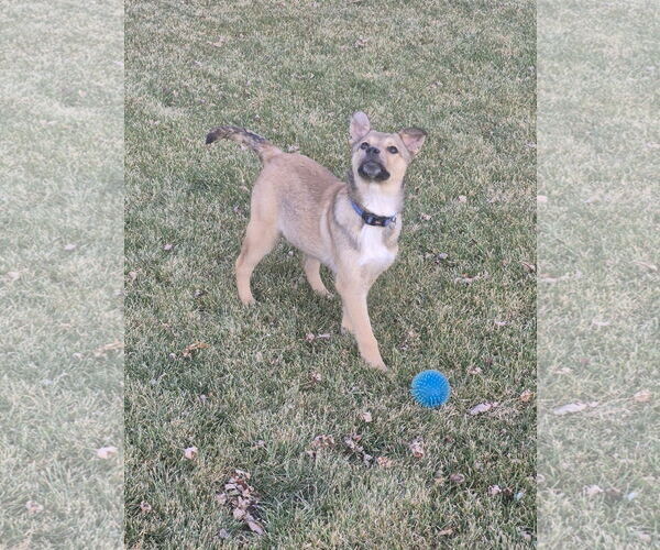 Medium Photo #3 Mutt Puppy For Sale in Sandy, UT, USA