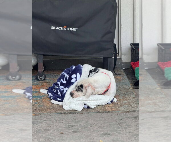 Medium Photo #3 Great Dane Puppy For Sale in Bullard, TX, USA