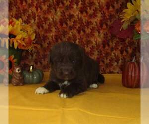 Newfoundland Puppy for sale in CHANUTE, KS, USA