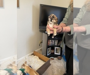 Chihuahua Puppy for sale in COLUMBIA, SC, USA