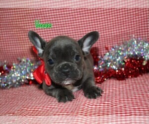French Bulldog Puppy for sale in FREDERICKSBURG, OH, USA