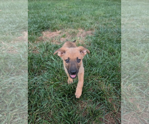 Medium Photo #6 Mutt Puppy For Sale in Holly Springs, NC, USA