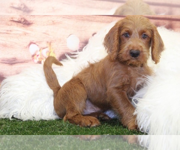 Medium Photo #1 Labradoodle Puppy For Sale in MARIETTA, GA, USA