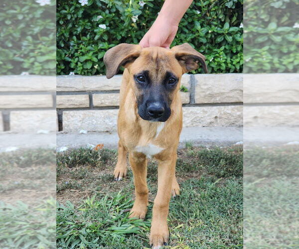 Medium Photo #6 Boxador Puppy For Sale in Dana Point, CA, USA