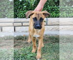 Small #5 Boxador