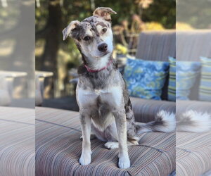 Catahoula Leopard Dog-Unknown Mix Dogs for adoption in Corona, CA, USA
