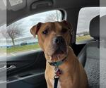 Small #3 American Pit Bull Terrier