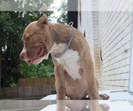 Small Photo #5 American Bully Puppy For Sale in LOCUST, NC, USA