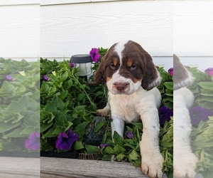 English Springer Spaniel Puppy for sale in GLENN, CA, USA