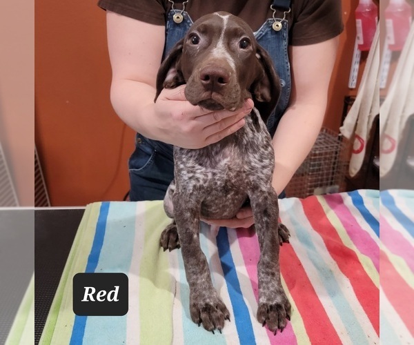 Medium Photo #3 German Shorthaired Pointer Puppy For Sale in BERESFORD, SD, USA