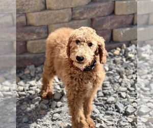 Poodle (Standard) Puppy for sale in DUNDEE, OH, USA