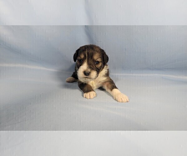 Medium Photo #9 Bernedoodle (Miniature) Puppy For Sale in BLACK FOREST, CO, USA