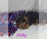Small #2 Yorkshire Terrier