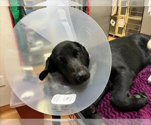 Labrador Retriever Dogs for adoption in Martinez, CA, USA