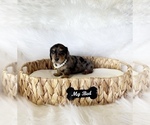 Small #3 Dachshund