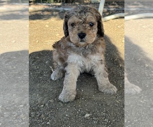 Bernedoodle (Miniature) Puppy for sale in LONGMONT, CO, USA