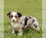 Small #3 Australian Shepherd