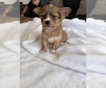 Small Photo #44 Chihuahua Puppy For Sale in SAN ANTONIO, TX, USA