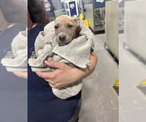 Mutt Dogs for adoption in Bakersfield, CA, USA