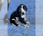 Puppy Doubie Great Dane