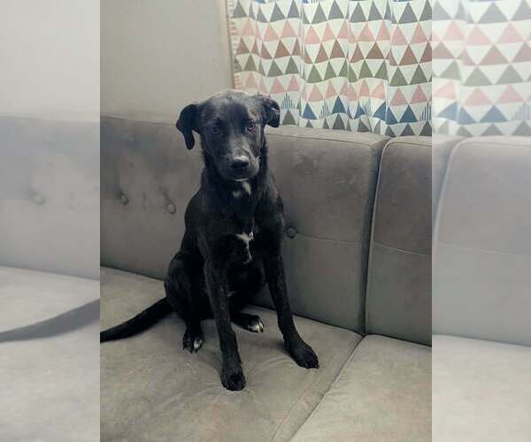 Medium Photo #10 Labrador Retriever-Unknown Mix Puppy For Sale in garner, NC, USA
