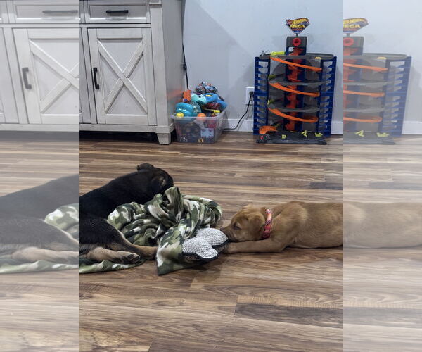 Medium Photo #4 American Pit Bull Terrier-Unknown Mix Puppy For Sale in Sandy, UT, USA