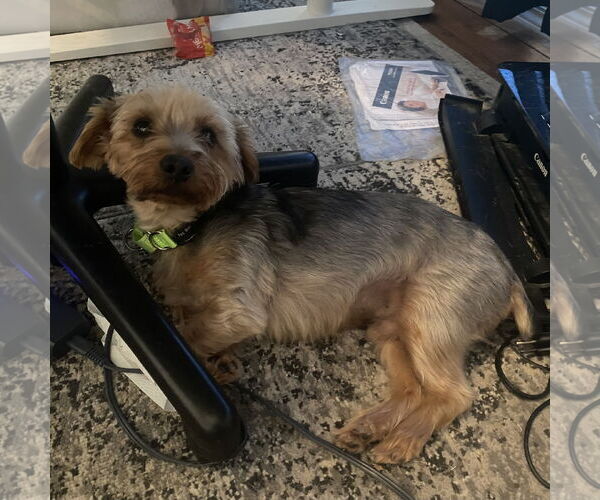 Medium Photo #2 Jack Russell Terrier-Unknown Mix Puppy For Sale in Tampa, FL, USA