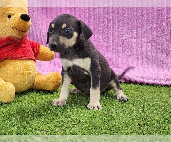 Medium Photo #5 Catahoula Leopard Dog Puppy For Sale in CUMBY, TX, USA