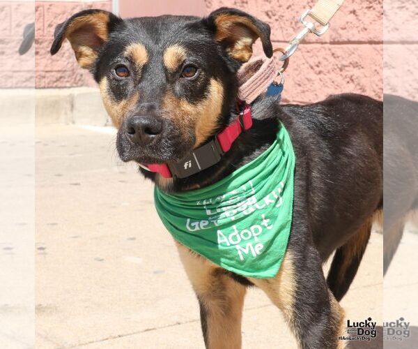 Medium Photo #4 Beagle-Unknown Mix Puppy For Sale in Washington, DC, USA