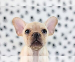 French Bulldog Puppy for sale in HOLLYWOOD, FL, USA