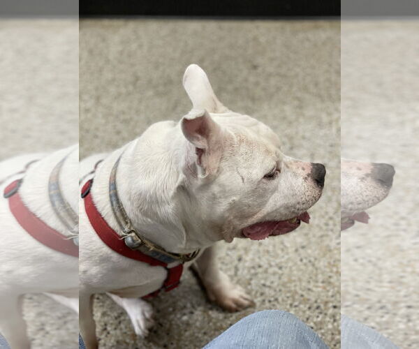 Medium Photo #3 American Bulldog Puppy For Sale in Columbia, SC, USA