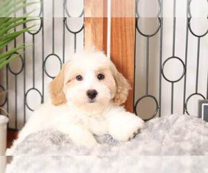 Maltipoo Puppy for sale in NAPLES, FL, USA