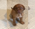Small Photo #1 Dogue de Bordeaux Puppy For Sale in SAVOY, MA, USA