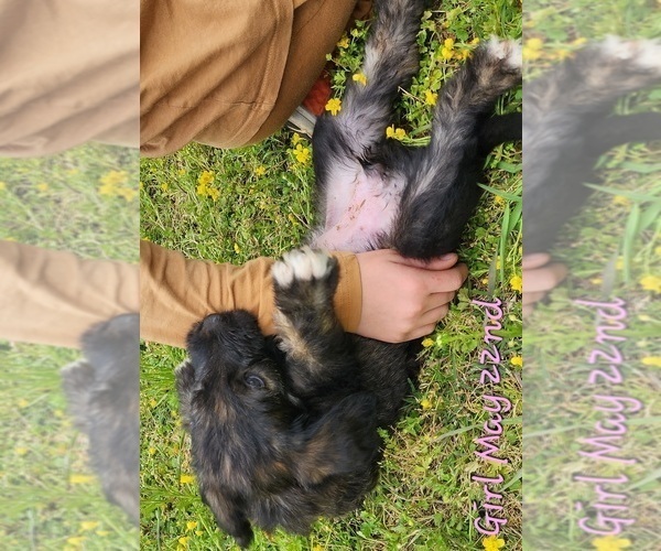 Medium Photo #27 Irish Wolfhound-Poodle (Standard) Mix Puppy For Sale in OMAHA, AR, USA