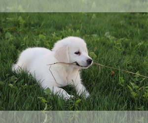 Golden Retriever Puppy for sale in SHILOH, OH, USA