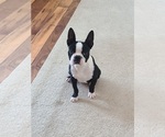 Small Boston Terrier