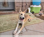 Riley - Female Mutt Dog for Adoption - Small photo