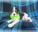 Small #8 Cavalier King Charles Spaniel