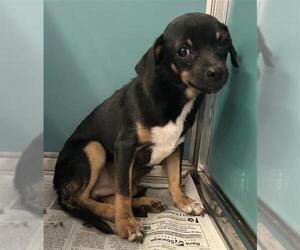 Dachshund-Unknown Mix Dogs for adoption in San Antonio, TX, USA