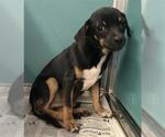 Small Dachshund Mix