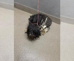 Maltese-Unknown Mix Dogs for adoption in Las Vegas, NV, USA