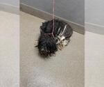 Small Maltese Mix