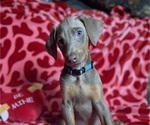 Puppy 4 Doberman Pinscher