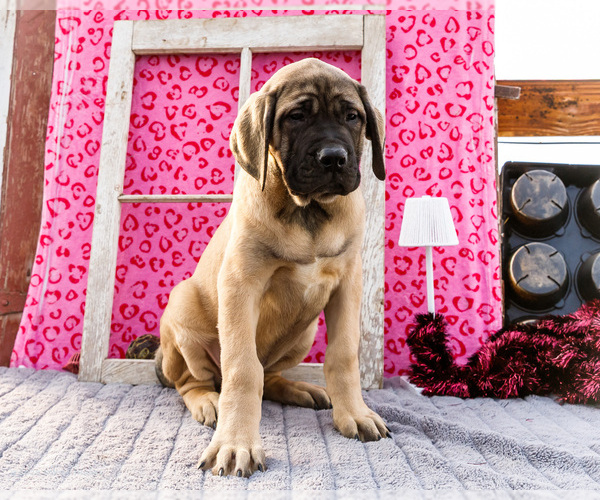 Medium Photo #1 Mastiff Puppy For Sale in WAKARUSA, IN, USA