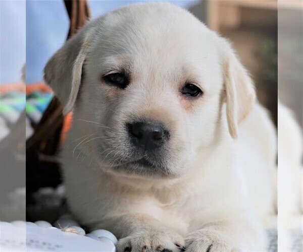 Medium Photo #2 Labrador Retriever Puppy For Sale in SYRACUSE, IN, USA